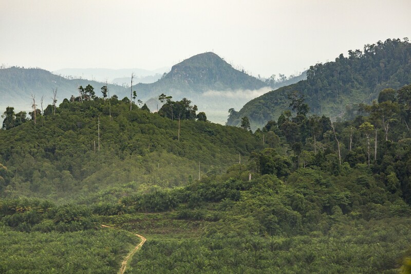 STA Resources (STAA) Cetak Penjualan Rp 6 Triliun, Wilmar Pembeli Terbesar